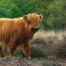 Scotisch Highlander